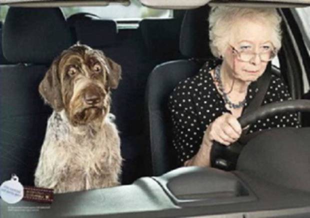 [Image: granny-driving-dog-scared1.jpeg]